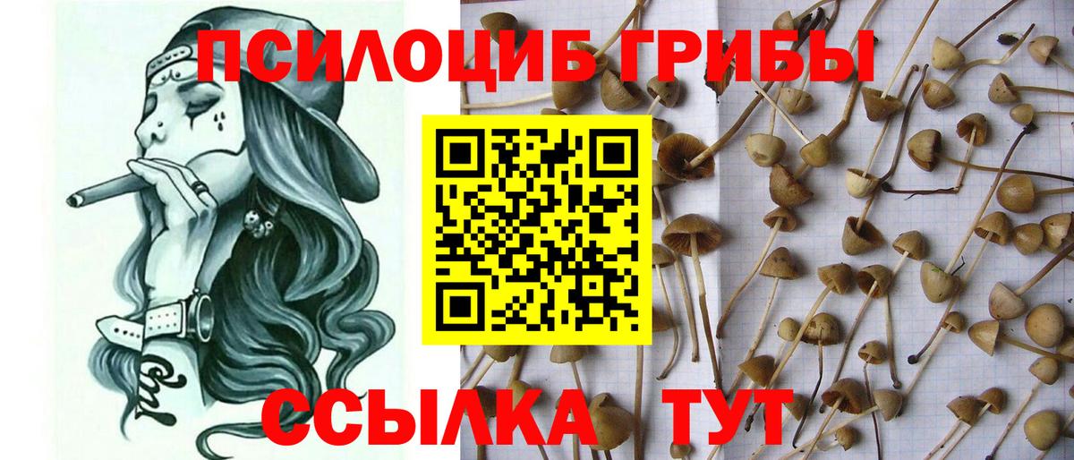Урай  Псилоцибиновые грибы Cubensis  Вход с VPN 